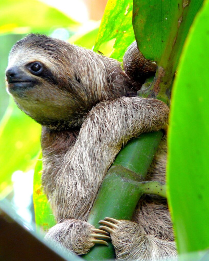 Costa Rica is one of The 25 best destinations for ecotourism (2024).