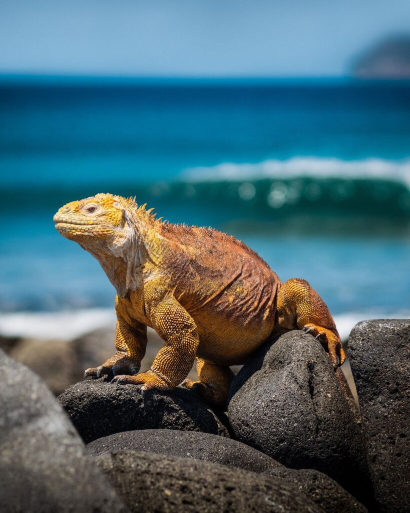 Ecuador is one of The 25 best destinations for ecotourism (2024).